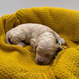 Lavender - Buff female Cockapoo puppy in Claremont, North Carolina from Magnolia Grove Farms