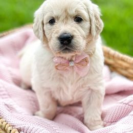 Golden Retriever Puppies from Brightest Days