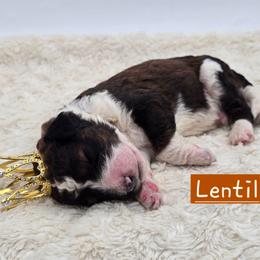 Lentil - Tri-color male Bernedoodle puppy in Neillsville, Wisconsin from Granton Creek