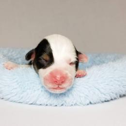 American Corgi and Pembroke Welsh Corgi Puppies from Whimsical Treasure Corgis
