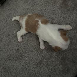 Rory - Red and white male Japanese Chin puppy in Longwood, Florida from CindyLynnsChins