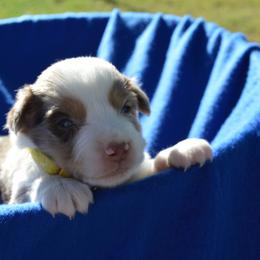 Rubble - Red merle male Toy Australian Shepherd puppy in Forney, Texas from Texas Talent Toy Aussie's and Labs