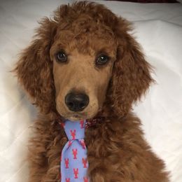 Poodle Puppies from Prissy Pants Poodles LLC