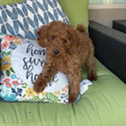 French Bulldogs and Goldendoodles from Doodles Golden