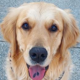 Bae - Golden Retriever
