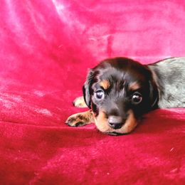 Dachshund Puppies from Lucky Dachshunds