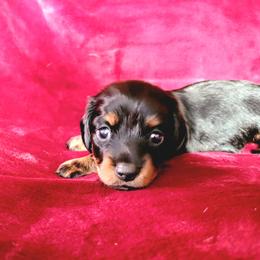 Dachshund Puppies from Lucky Dachshunds