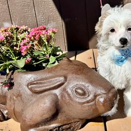 Seal - White male Chinese Crested puppy in New Smyrna Beach, Florida from FronkLinn Kennel