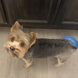 Ellie - Yorkshire Terrier