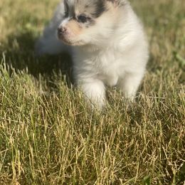 Pomsky Puppies from The Pomsky‘s Palace
