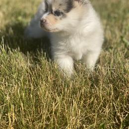 Pomsky Puppies from The Pomsky‘s Palace