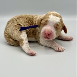 Pearl - Yellow and white female Bernedoodle puppy in Pulaski, Tennessee from Doodle My Heart