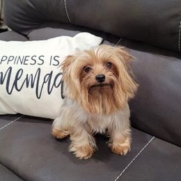Yorkshire Terriers from Cleo's Yorkshire Terriers