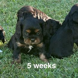 Raven - Black and tan male Cavalier King Charles Spaniel puppy in Broken Arrow, Oklahoma from Cavalier King Charles Heartland