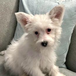 Puff girl - White female Chinese Crested puppy in Rockvale, Tennessee from Cosmic Chinese Cresteds & Wind-Echo Poodles