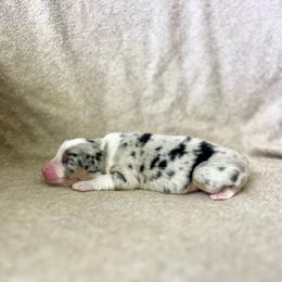 Godiva - Blue merle female Australian Shepherd puppy in Kentland, Indiana from Pine Grove Aussies