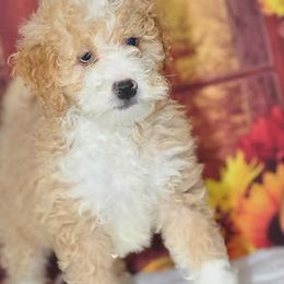 Casper - Red male Bernedoodle puppy in Moulton, Iowa from Shondel Puppy Paws