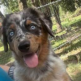 Blu - Blue merle female Australian Shepherd puppy in Plant City, Florida from G2K9’s