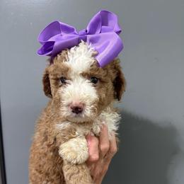 Purple - Yellow and white female Bernedoodle puppy in Petersburg, Michigan from Brittany’s Mini Bernedoodles