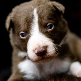 Boy 1 Teal Collar - White and red male Border Collie puppy in Shelbyville, Tennessee from C Horns Ranch Border Collies