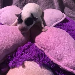 Girl 4 - female Australian Cattle Dog puppy in Sheridan, Oregon from 6pk Cattledogs