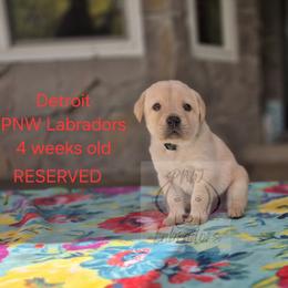 Detroit - Yellow male Labrador Retriever puppy in Rogue River, Oregon from PNW Labradors