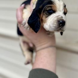 Yellow Male - Black tan and white male Basset Hound puppy in Clinton, Tennessee from High Hopes Hounds