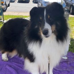 Raven - Shetland Sheepdog