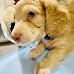 Dodger - Dapple male Dachshund puppy in Fontana, California from DOXI.E.