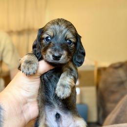Harlan - Cream male Dachshund puppy in Hornbeck, Louisiana from A&Z Mini Dachshunds