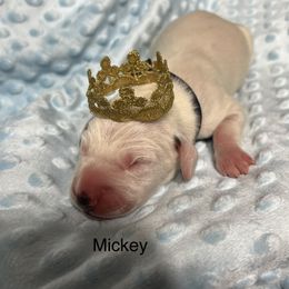 Mickey - Dalmatian puppy in Haines City, Florida from Magnolia & Sullivan Dalmatians