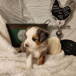 Oliver - Blue merle male Toy Australian Shepherd puppy in Logansport, Indiana from Sandy Hill Farm Aussies, LLC