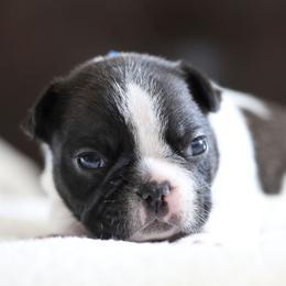 Blue Collar - White and brindle male French Bulldog puppy in Wichita, Kansas from Phantasticus French Bulldogs