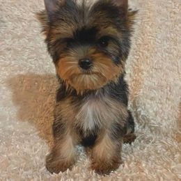 Yorkshire Terrier Puppies from Little Blessings Yorkies