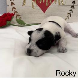 Rocky-Baby boy 1 - Parti male Miniature Schnauzer puppy in Sacramento, California from Valdez Mini Schnauzers