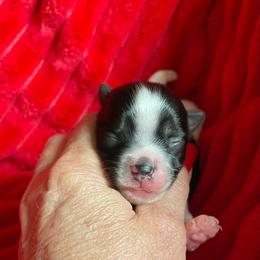 Boy 1 - Parti male Yorkshire Terrier puppy in Carleton, Michigan from Jo Smallwood