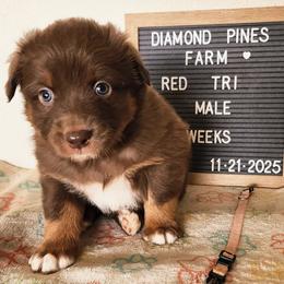 Pink - Red tri-color male Australian Shepherd puppy in Camp Verde, Arizona from Diamond Pines Farm