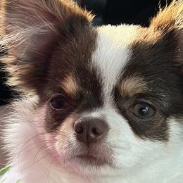 Chihuahuas from Pupcup’s Crown Collection