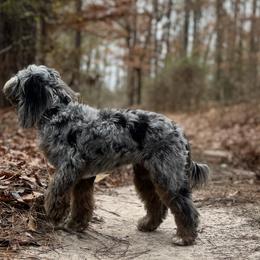 Australian Mountain Doodles, Bernedoodles, and Cavapoos from Boxwood Doodles