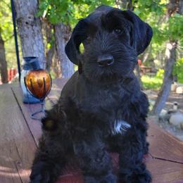 Margoux - Russian Champion Lines - Black female Giant Schnauzer puppy in Saratoga Springs, Utah from Happy Beard Schnauzers