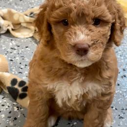 Pink - Red  female Goldendoodle puppy in Guntersville, Alabama from Carefree Goldendoodles