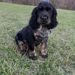 Black Tri roan - Tri-Roan male English Springer Spaniel puppy in Defuniak Springs, Florida from Anastasia Knight's Cocker Spaniels