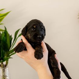Glinda - Phantom female Goldendoodle puppy in New River, Arizona from Sonoran Standard Doodles