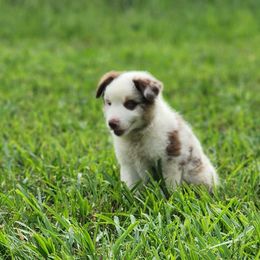 Phlox - Red merle male Miniature Australian Shepherd puppy in Macomb, Missouri from Faunus Farms and Aussies