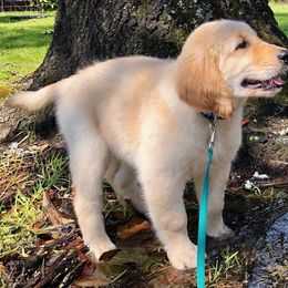 Golden Retriever, Goldendoodle, and Sheepadoodle Puppies from Guppy Puppies
