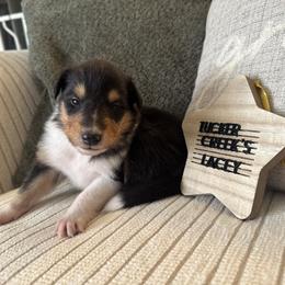 Lacey - Black white and tan female Collie puppy in Charleston, West Virginia from Tucker Creek Collies