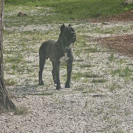 Shylo - Black brindle male Cane Corso puppy in Newton, New Jersey from The__o__pack