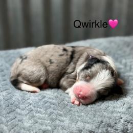 Qwirkle - Blue merle female Bernedoodle puppy in El Campo, Texas from Little Fur Friends Bernedoodles