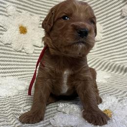 Carter - Red  male Goldendoodle puppy in Placerville, California from New Dawn Poodles and Doodles