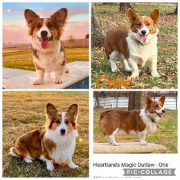 Pembroke Welsh Corgi puppies from Charm Farm Corgis